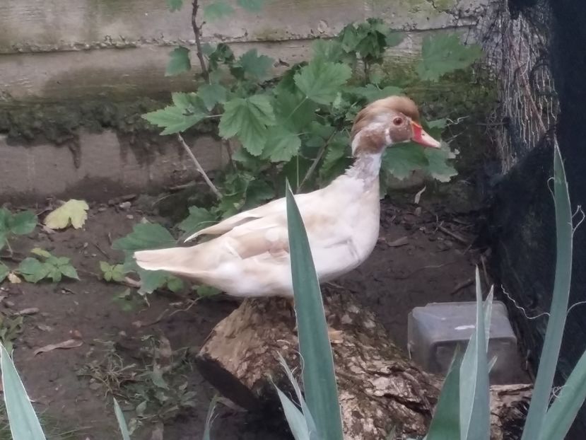 Caramel - rata carolin