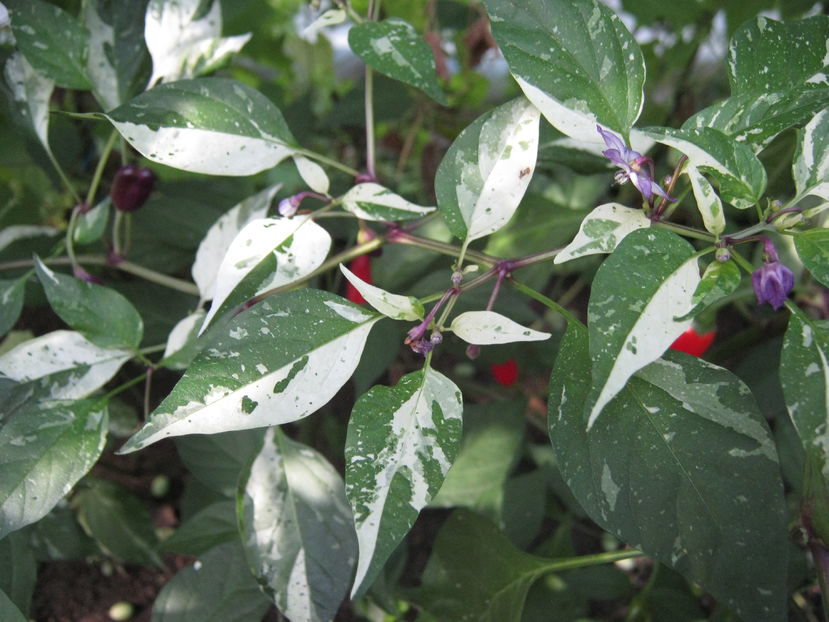 ardei iute variegat - a-a Gradina de legume  2016