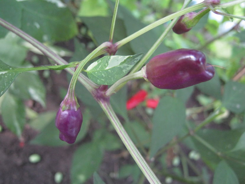  - a-a Gradina de legume  2016