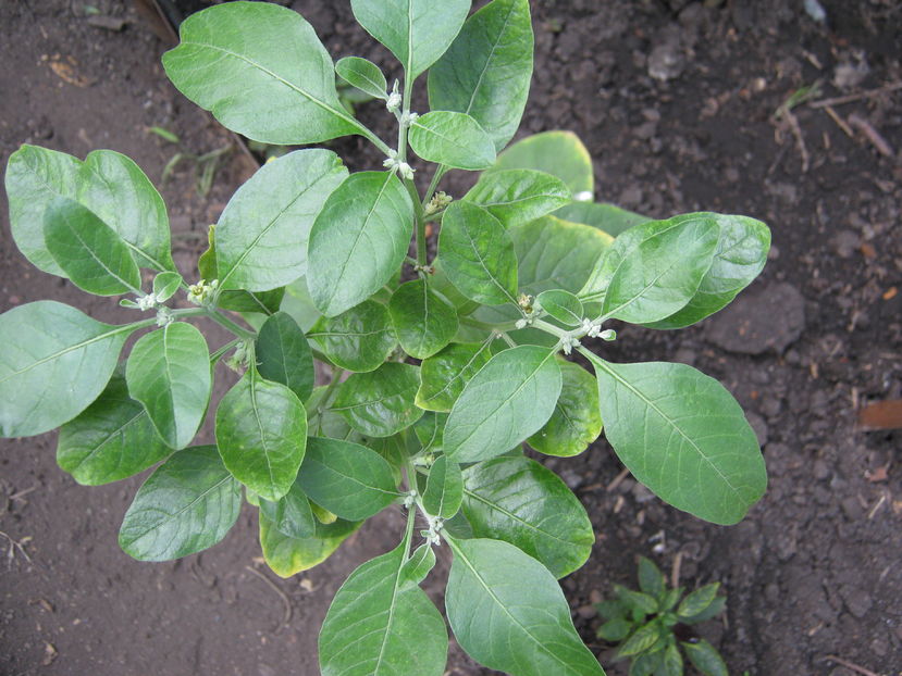ginseng indian - a-a Gradina de legume  2016