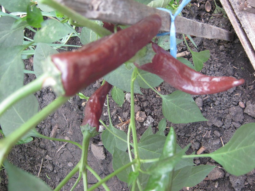  - a-a Gradina de legume  2016