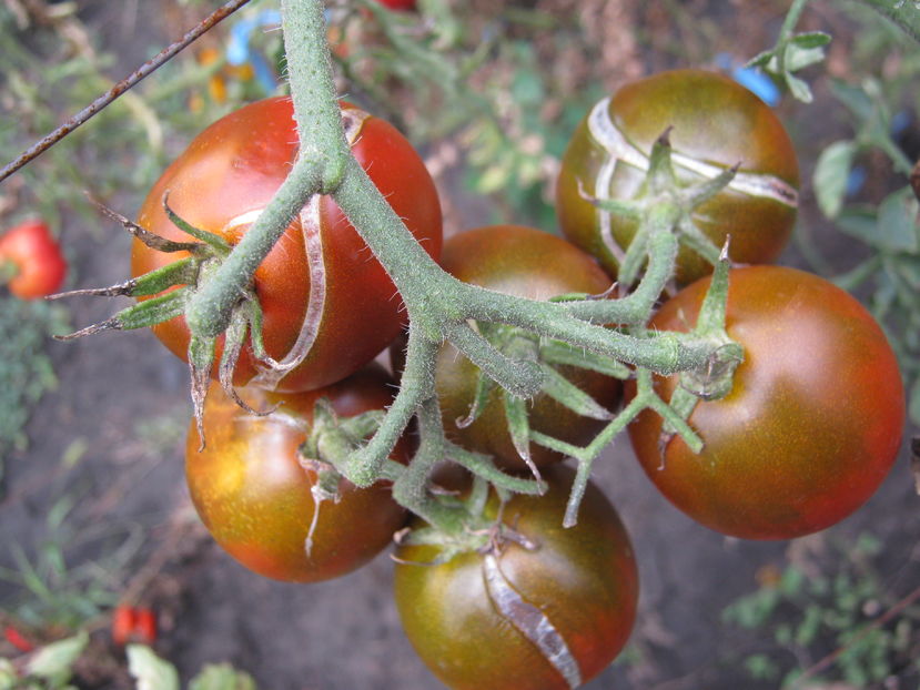  - a-a Gradina de legume  2016
