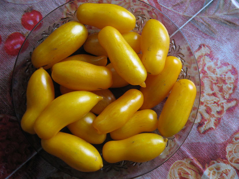rosii banana legs - a-a Gradina de legume  2016