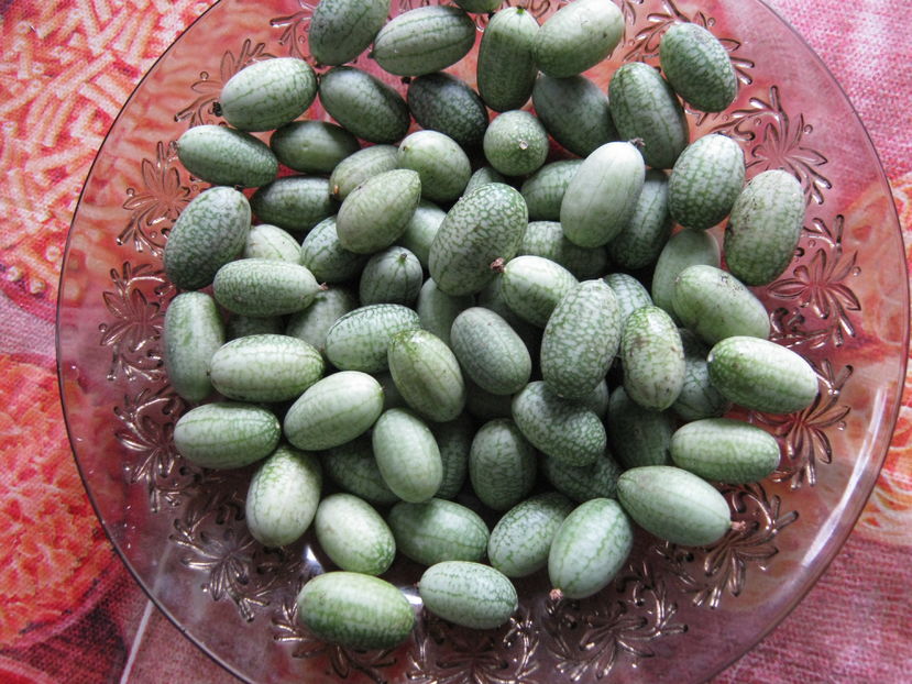 cucamelon-cel mai mic castravete - a-a Gradina de legume  2016