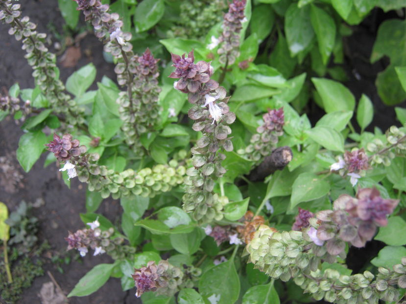 busuioc cu flori roz - a-a Gradina de legume  2016