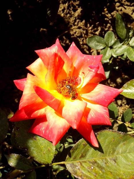 caribia - 0 TRANDAFIRI 2016