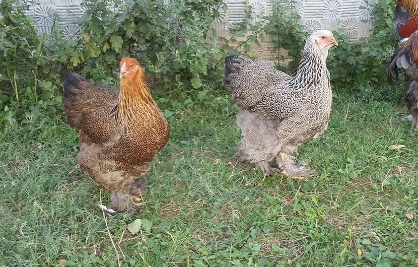 fete prima serie - a__Pui si tineret brahma 2016