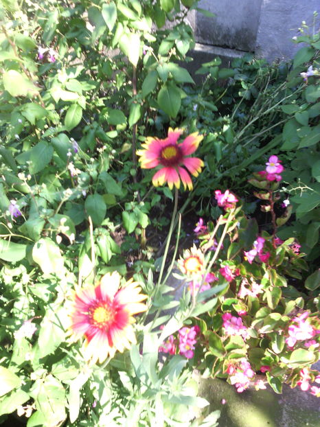 fluturasi-gaillardia