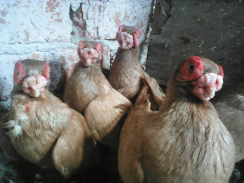  - B E R B E R I  ---    BARBS  PIGEONS