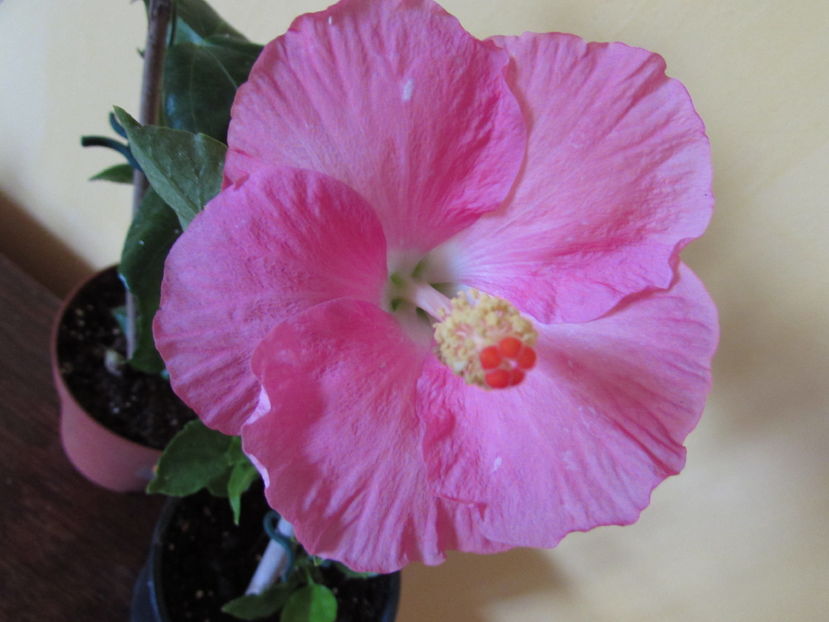 Martinique - Hibiscusi 2016