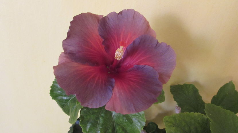 Bayou Irene - Hibiscusi 2016