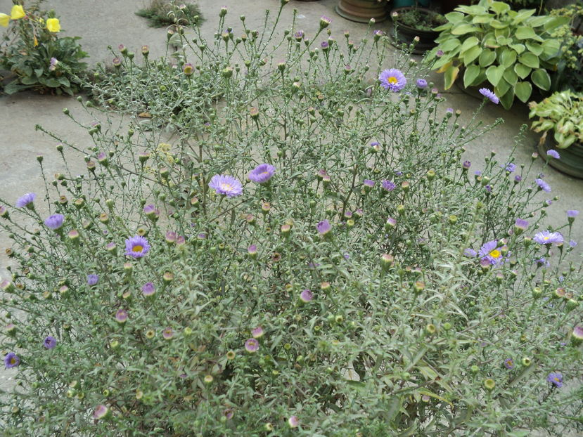 ...iar acum mai am si tupeul sa infloresc !