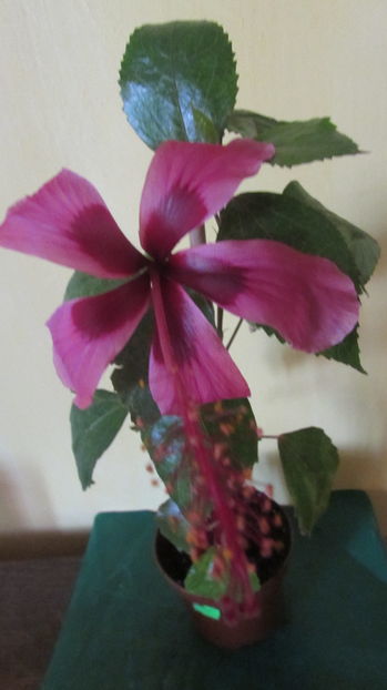 Fidjian Island - Hibiscusi 2016