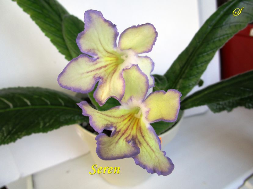 Seren(10-09-2016) - Streptocarpusi 2016