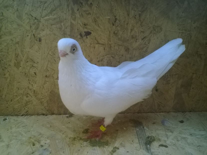 Sight_2016_09_10_130152_211