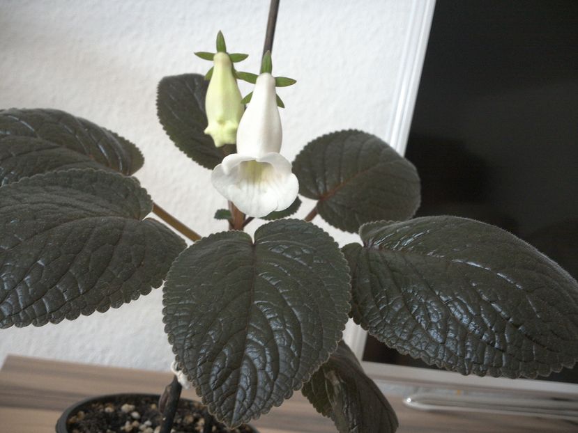 Siningia Eumorpha