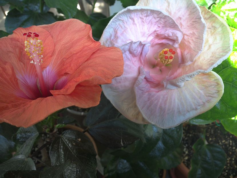 WIN_20160910_122122 - 02Hibiscus
