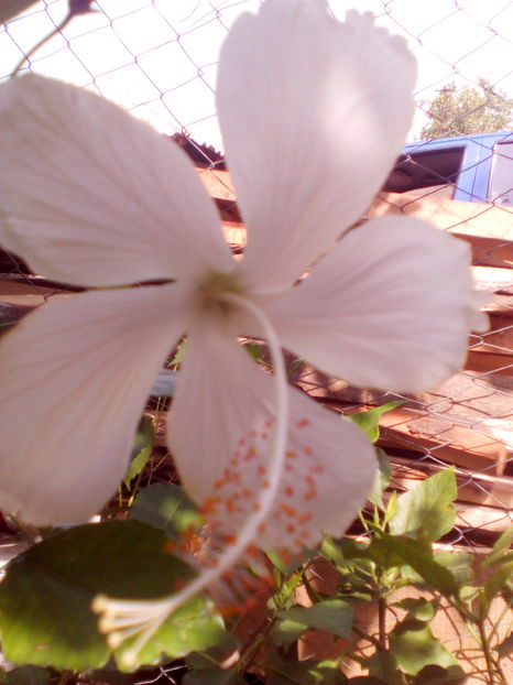  - hibiscus Dainty White