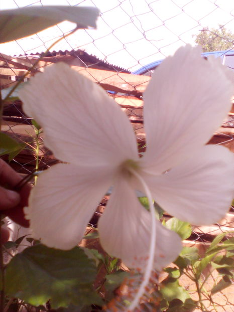  - hibiscus Dainty White