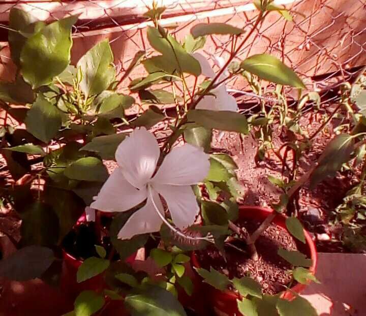  - hibiscus Dainty White