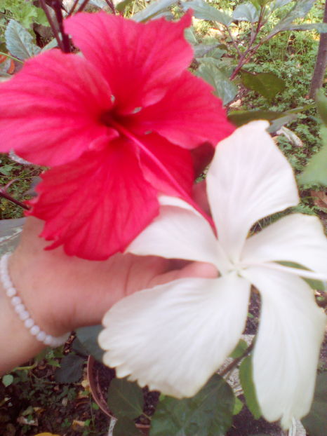  - hibiscus