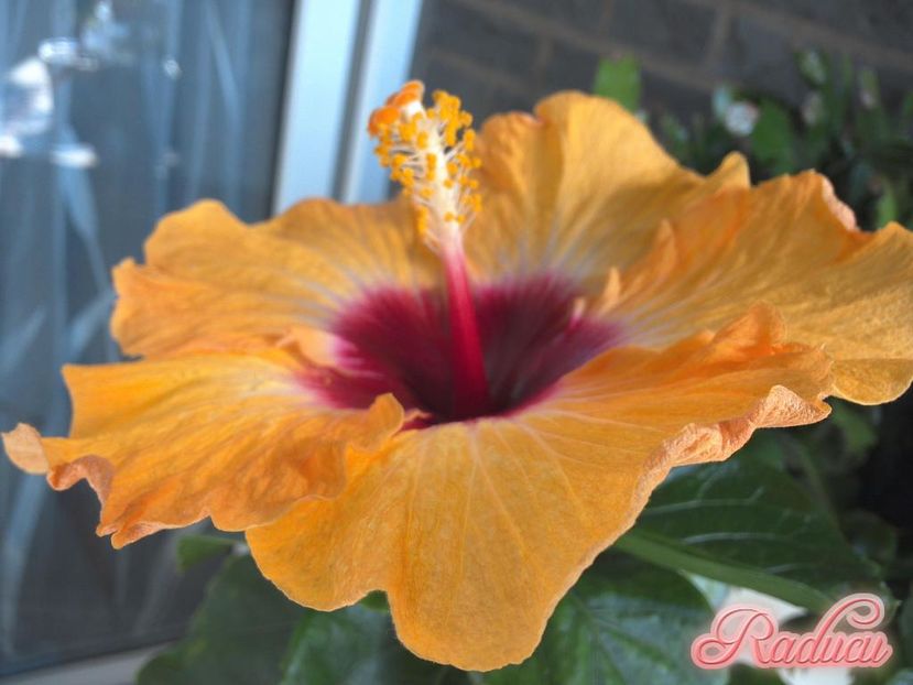 Light my Fire - 0Hibiscus in colectie infloriti