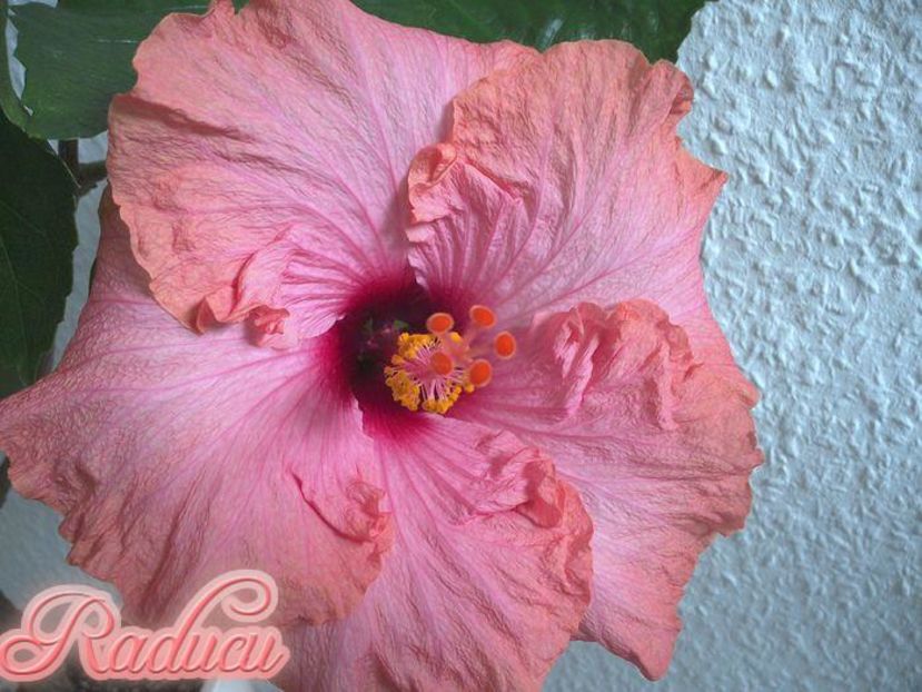 Rojana - 0Hibiscus in colectie infloriti