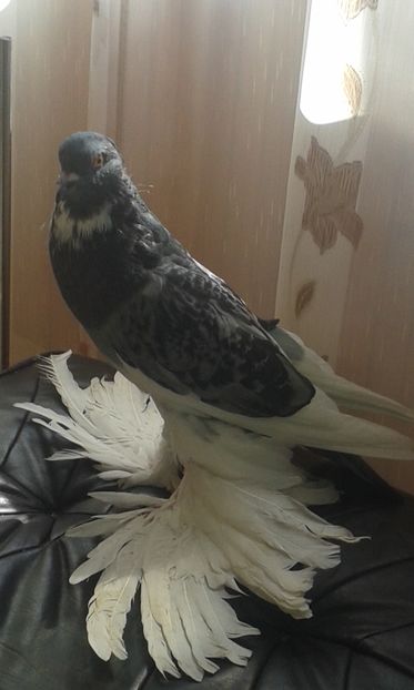 pui 2016
