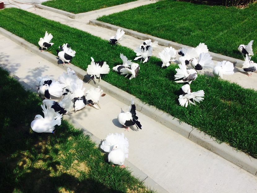 image - 1-Voltatii Capace