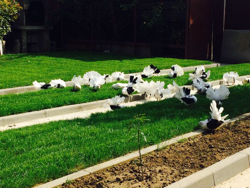 image - 1-Voltatii Capace