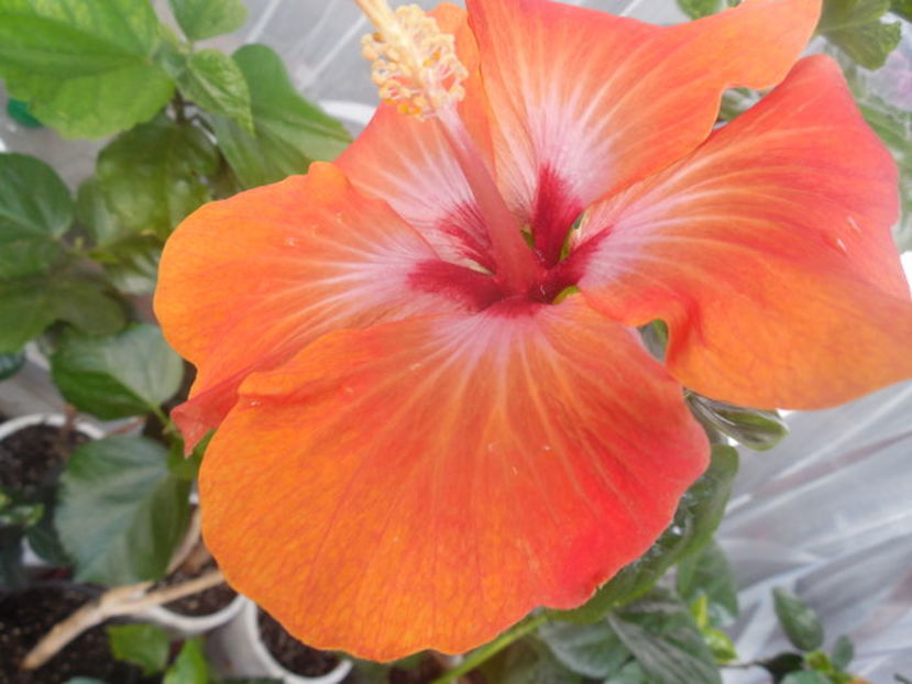 Elaine`s Intensity - 0Hibiscus in colectie infloriti