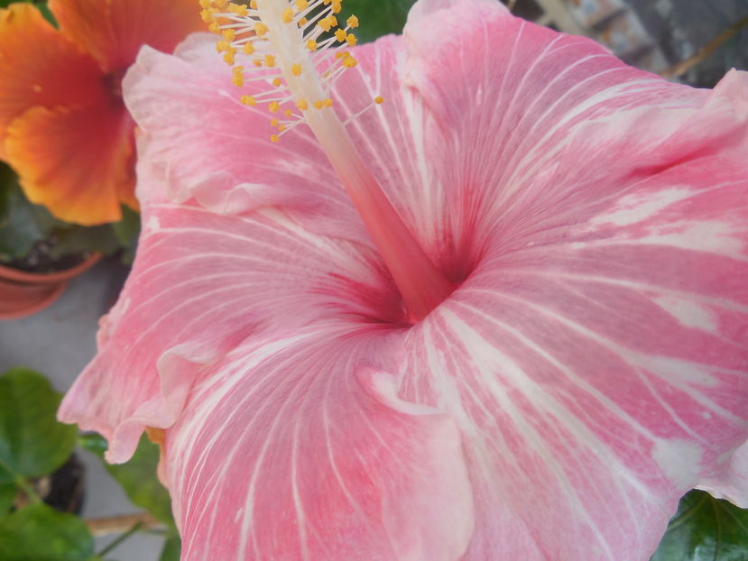 Tah.Lavender Extraordinary