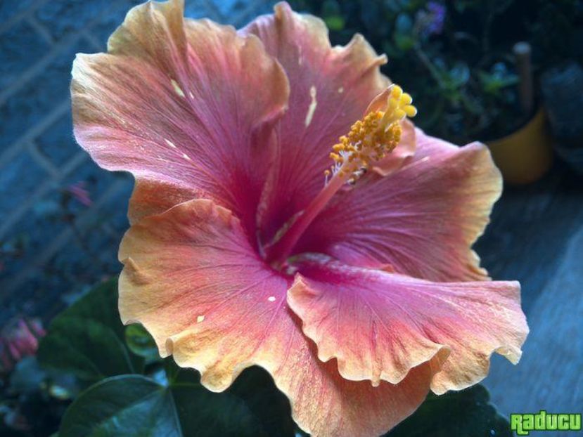 Moorea Princess Oksana - 0Hibiscus in colectie infloriti