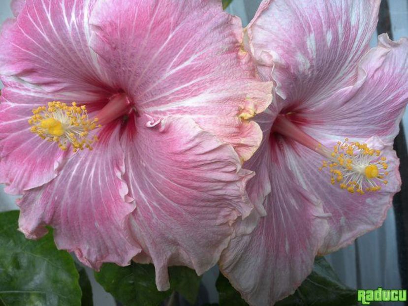 Tah. Lavender Extraordinary