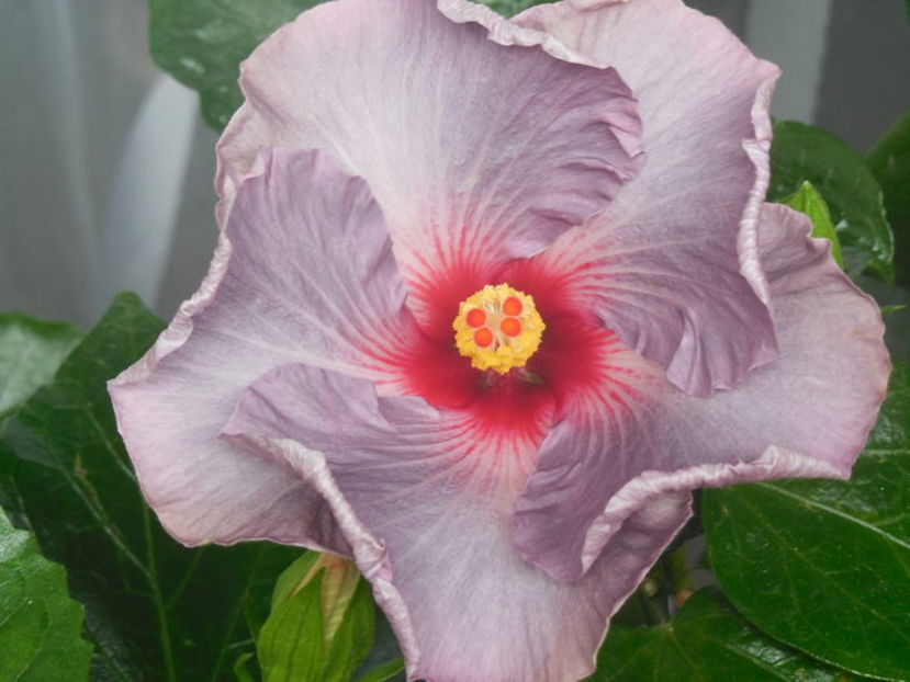 Mis Classic - 0Hibiscus in colectie infloriti