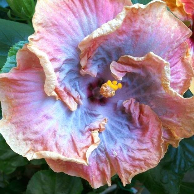 Creole Lady - 0Hibiscus in colectie infloriti