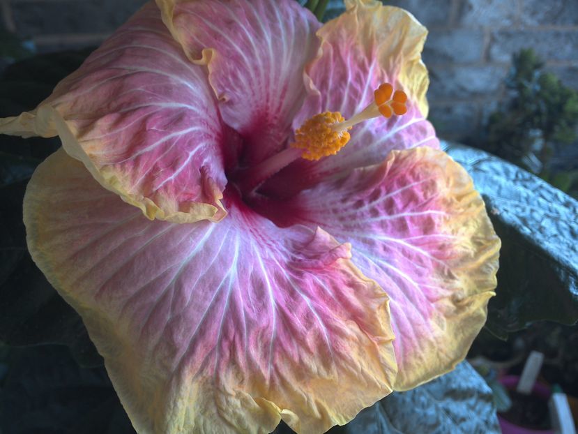 Tah.Lovely - 0Hibiscus in colectie infloriti