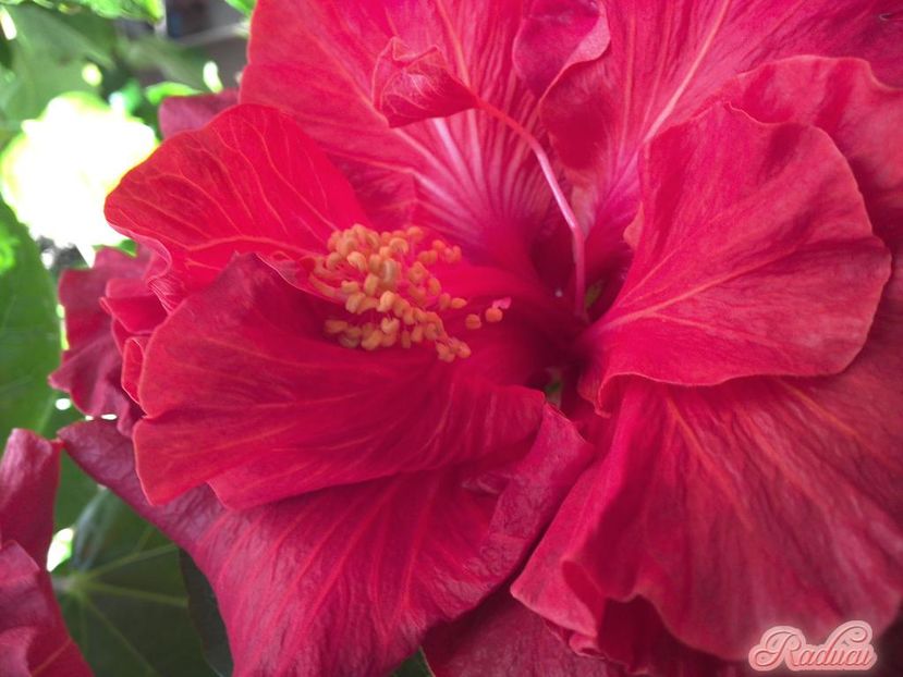 Tah.Fire Ball - 0Hibiscus in colectie infloriti
