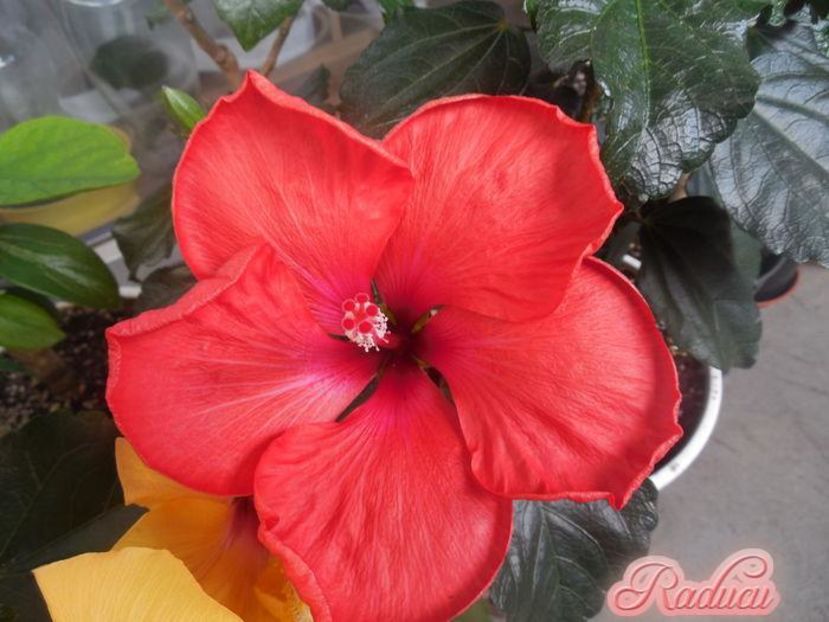 Adonicus red - 0Hibiscus in colectie infloriti