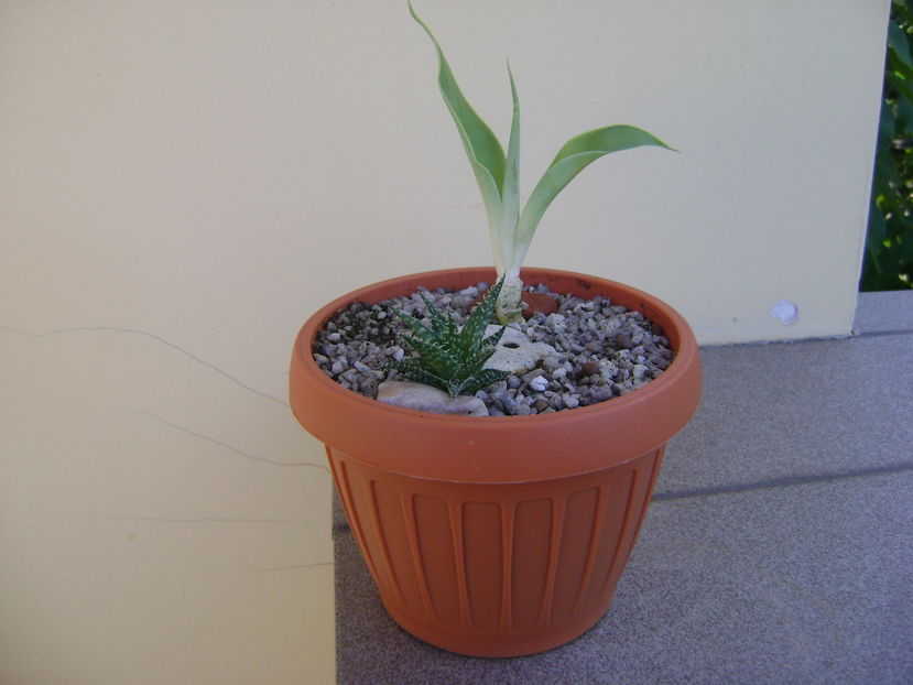 Agave attenuata & Aloe cv. Pepe