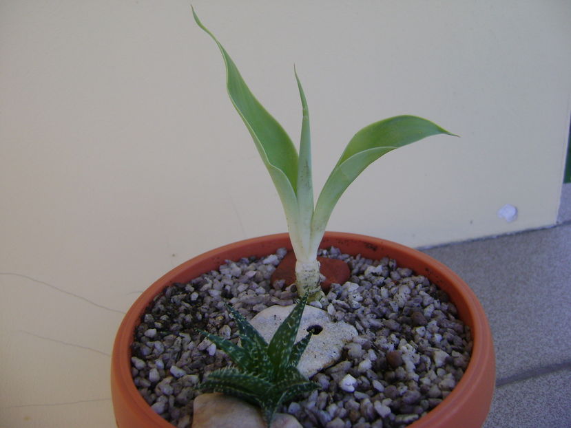 Agave attenuata & Aloe cv. Pepe