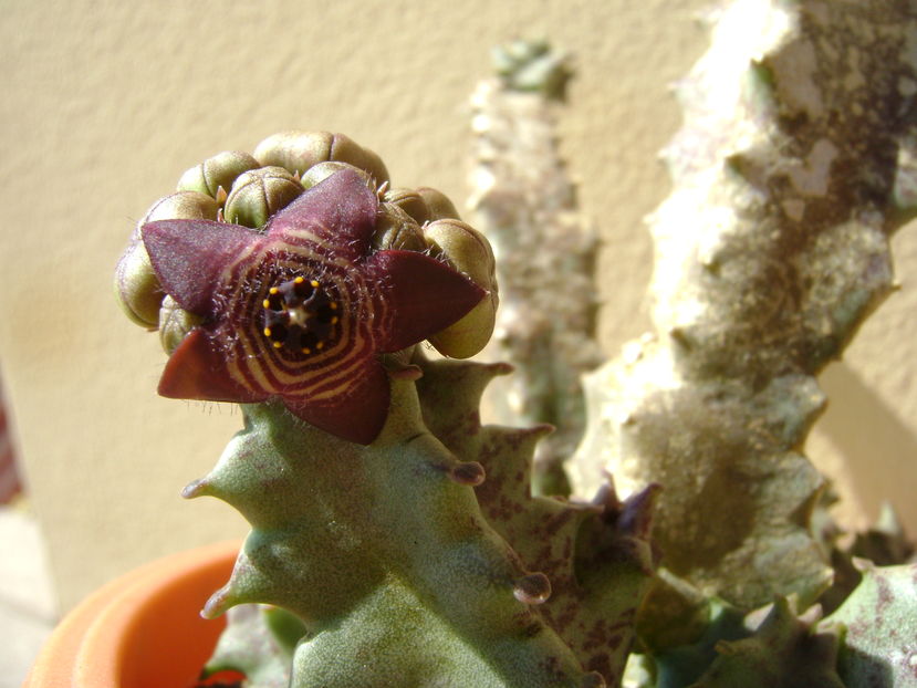 Caralluma europaea
