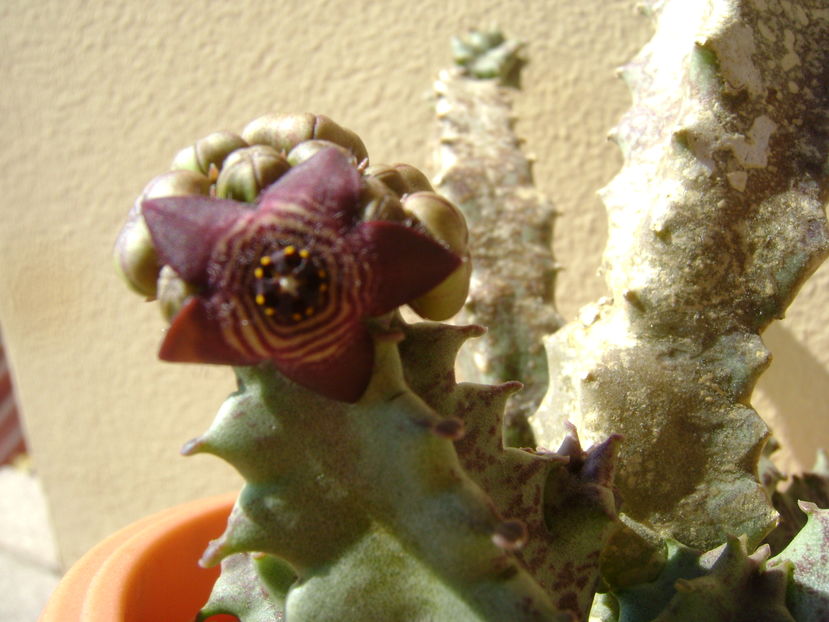Caralluma europaea