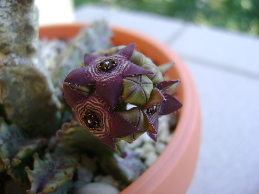 Caralluma europaea