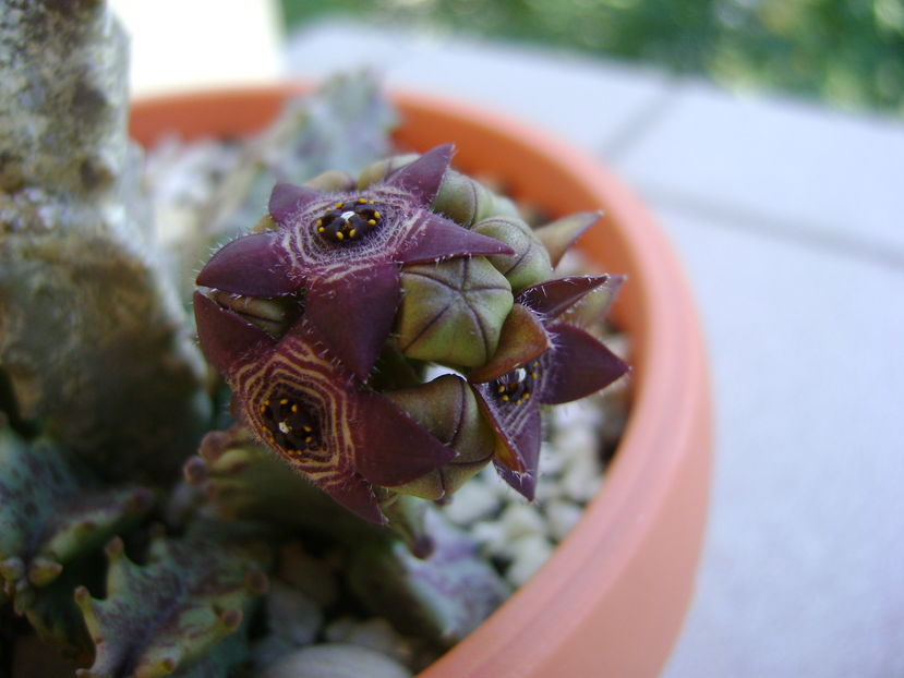 Caralluma europaea