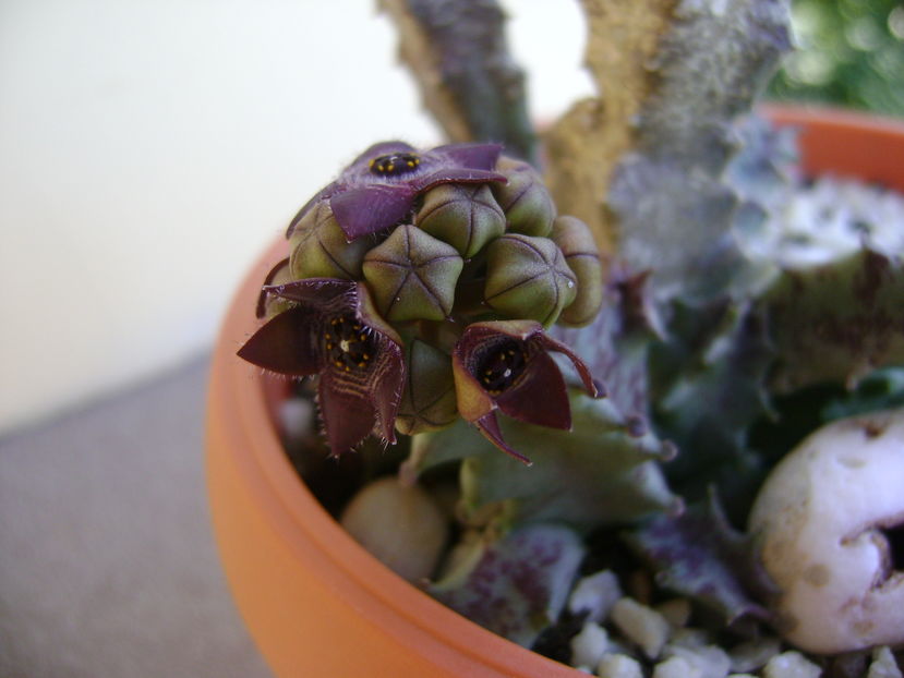 Caralluma europaea