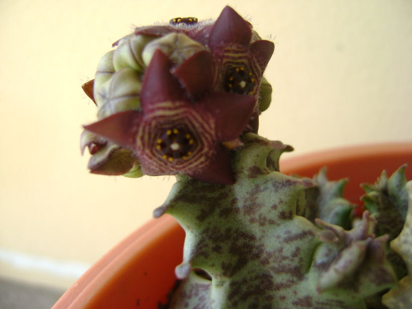 Caralluma europaea