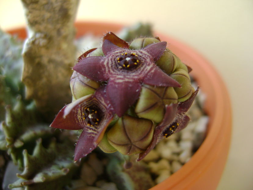 Caralluma europaea