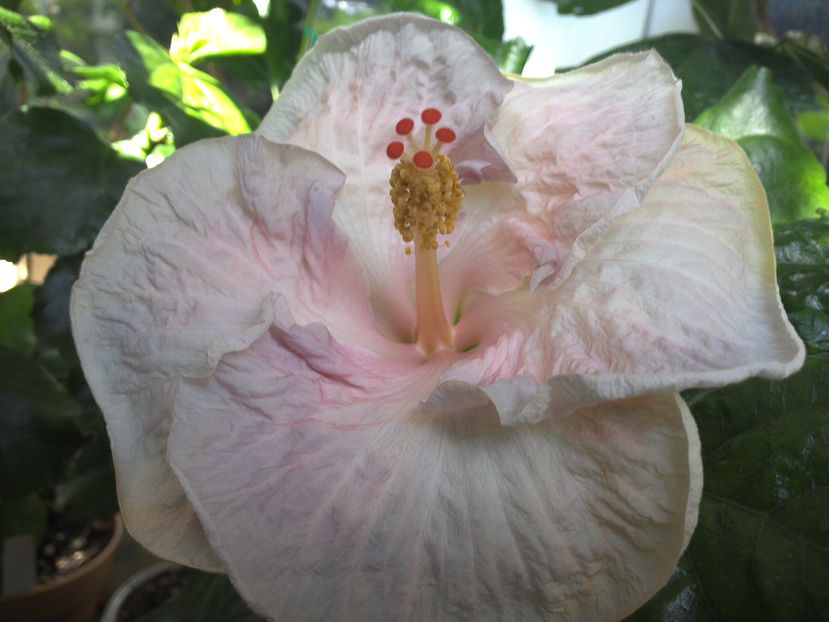 prima floare insa promite ca fi un hibi superb ... - Tahitian Pillow Talk