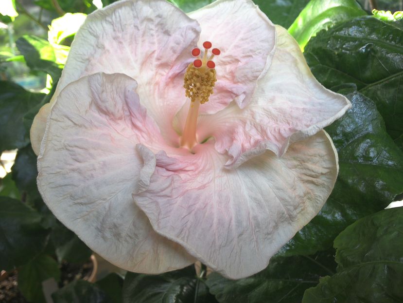 Tah.Pillow Talk - 0Hibiscus in colectie infloriti